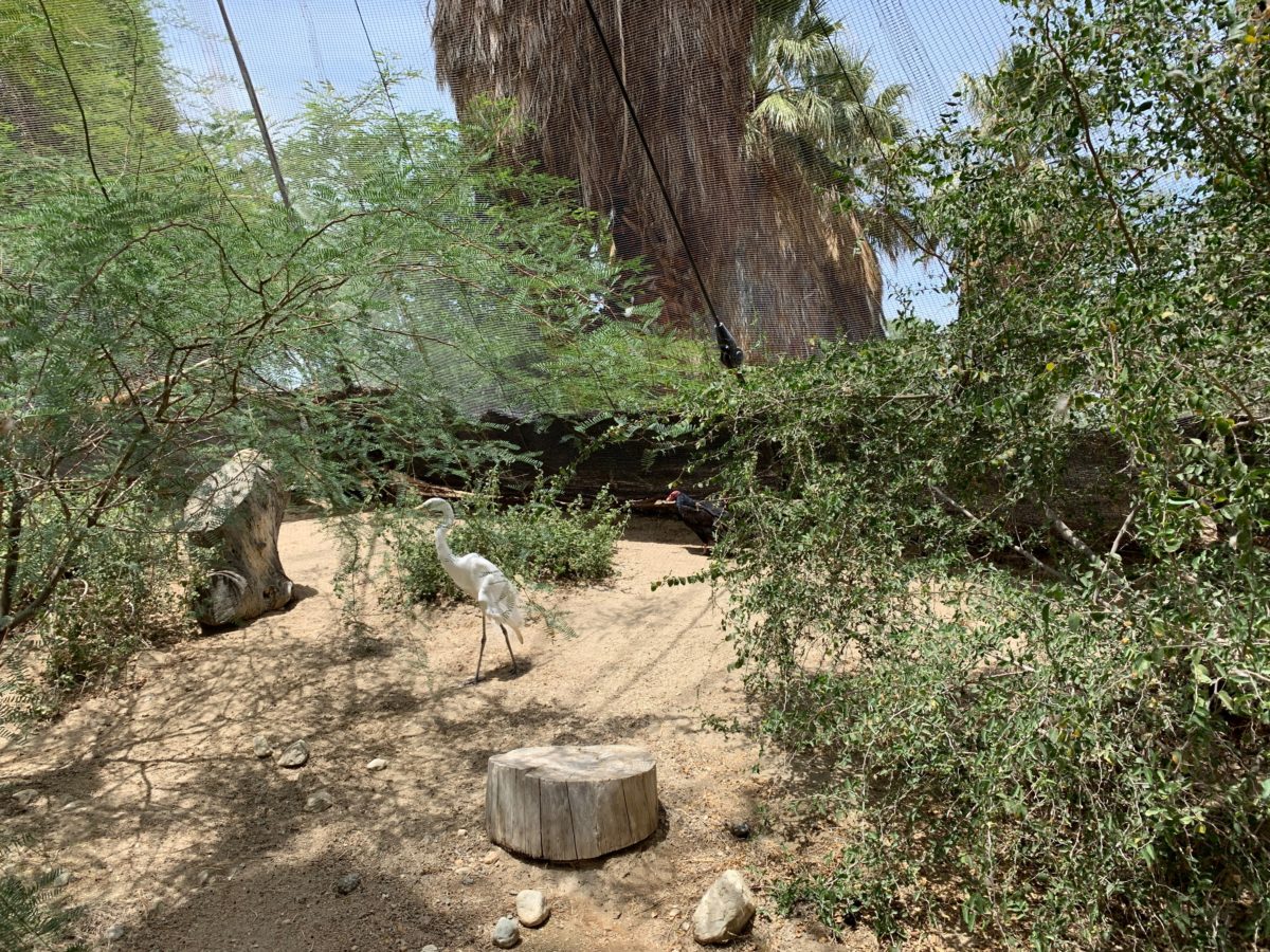 starry safari living desert