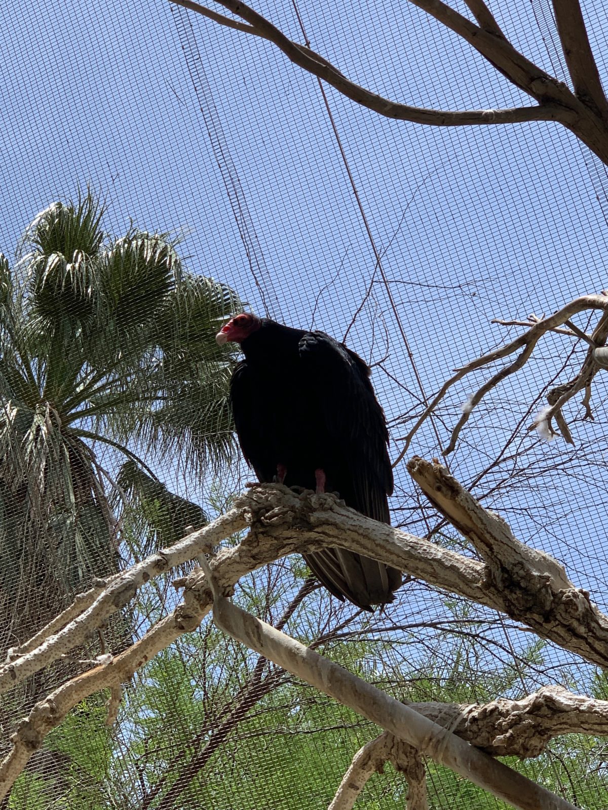 starry safari living desert