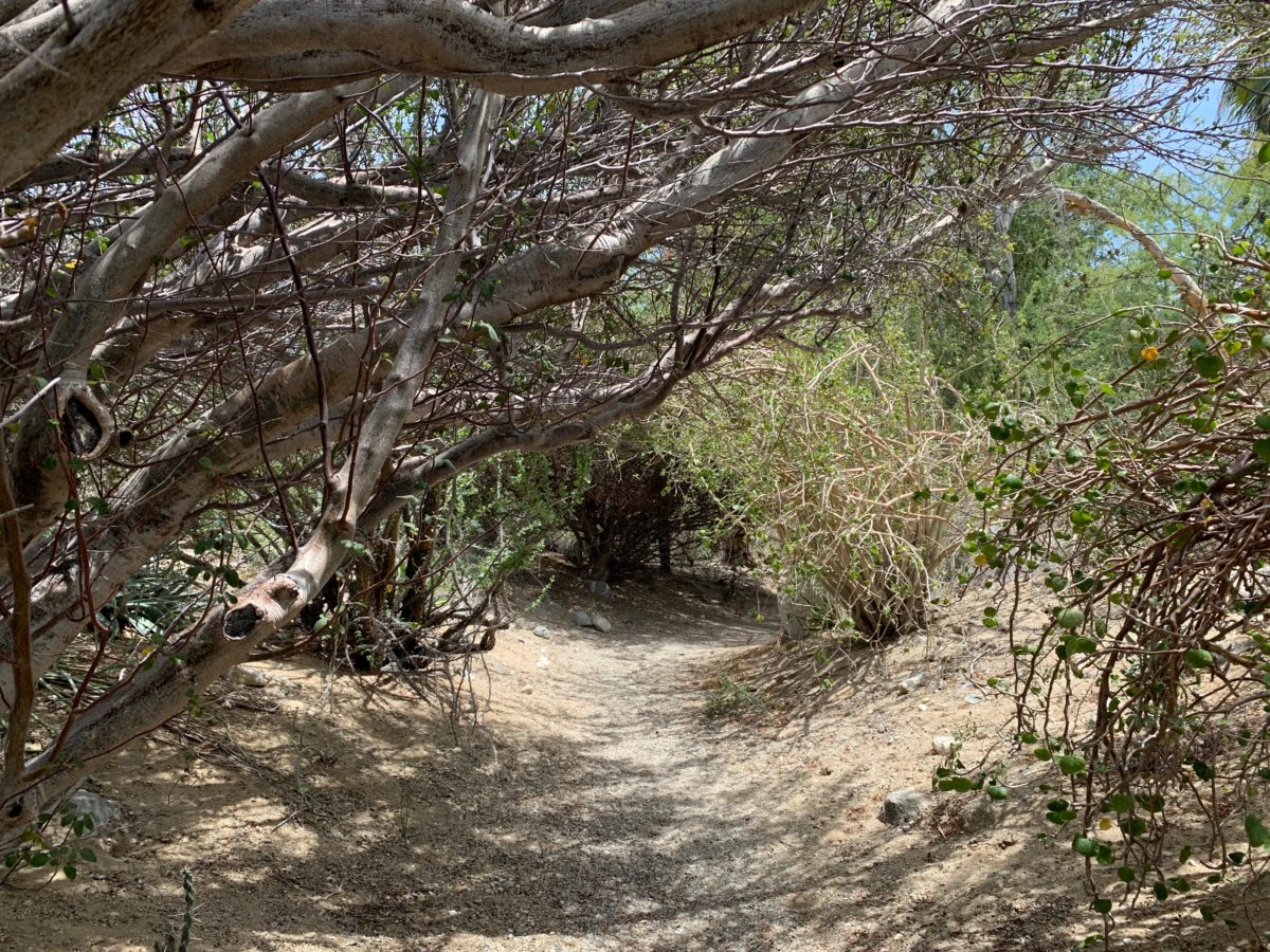 starry safari living desert