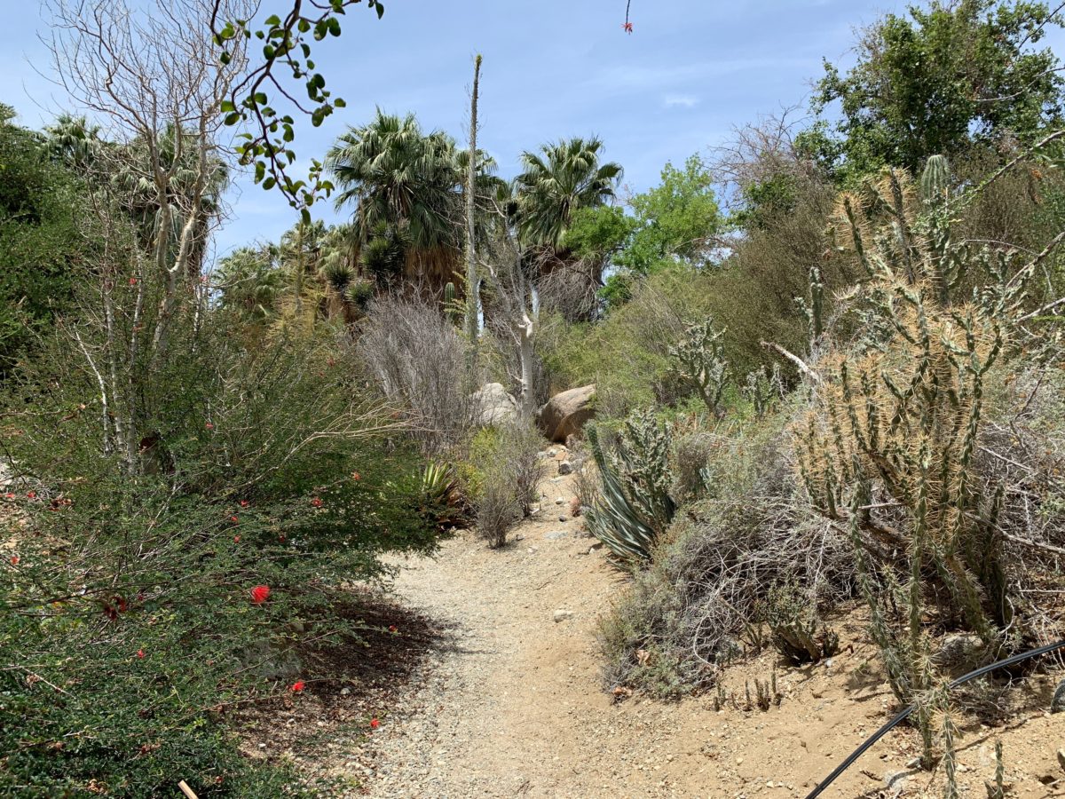 starry safari living desert