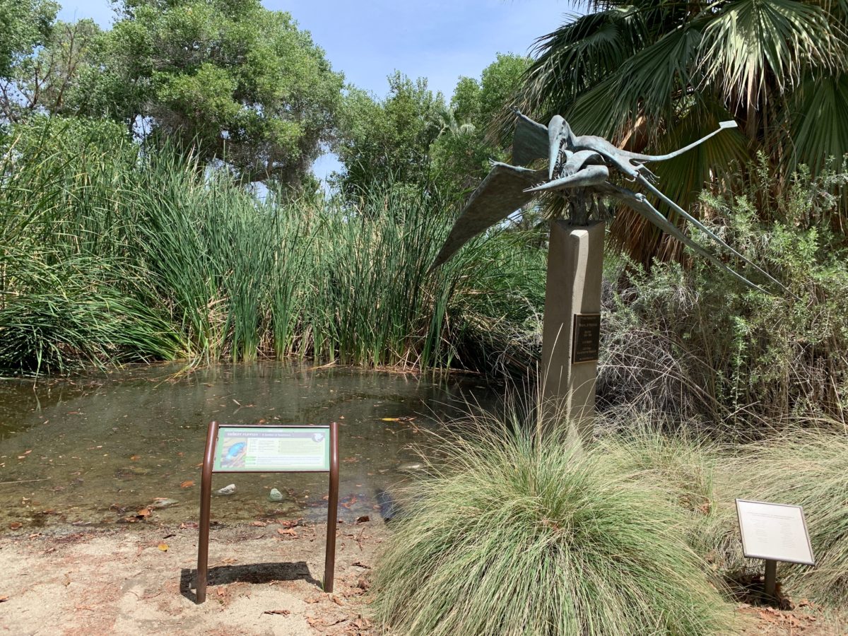 starry safari living desert