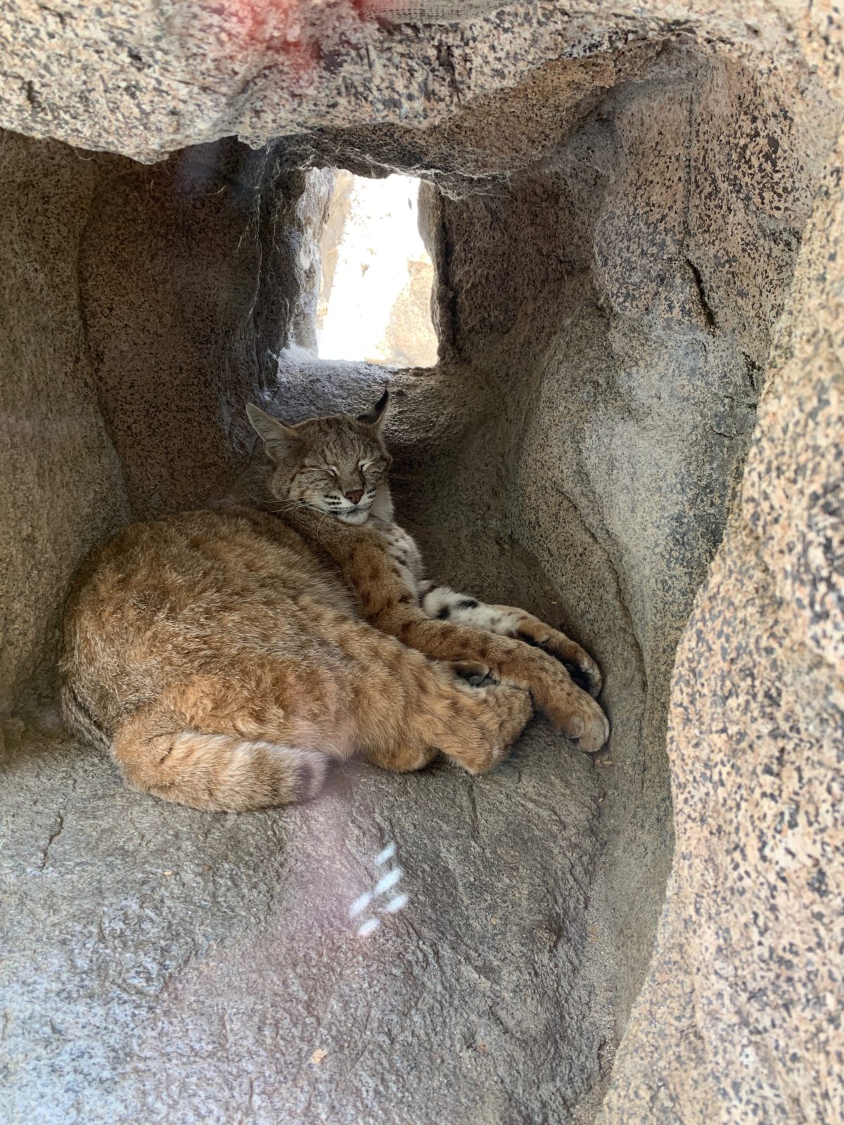 starry safari living desert