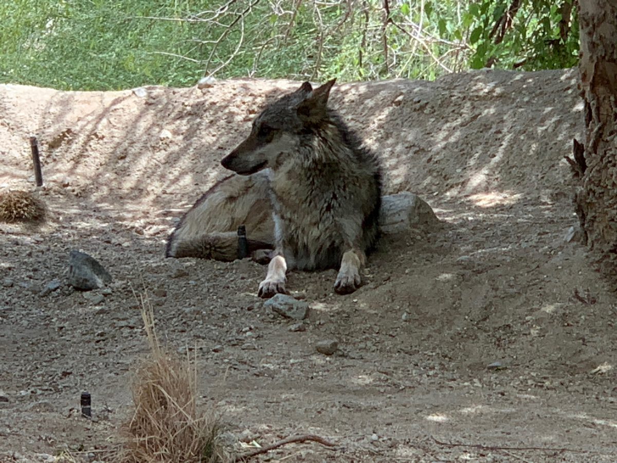 starry safari living desert