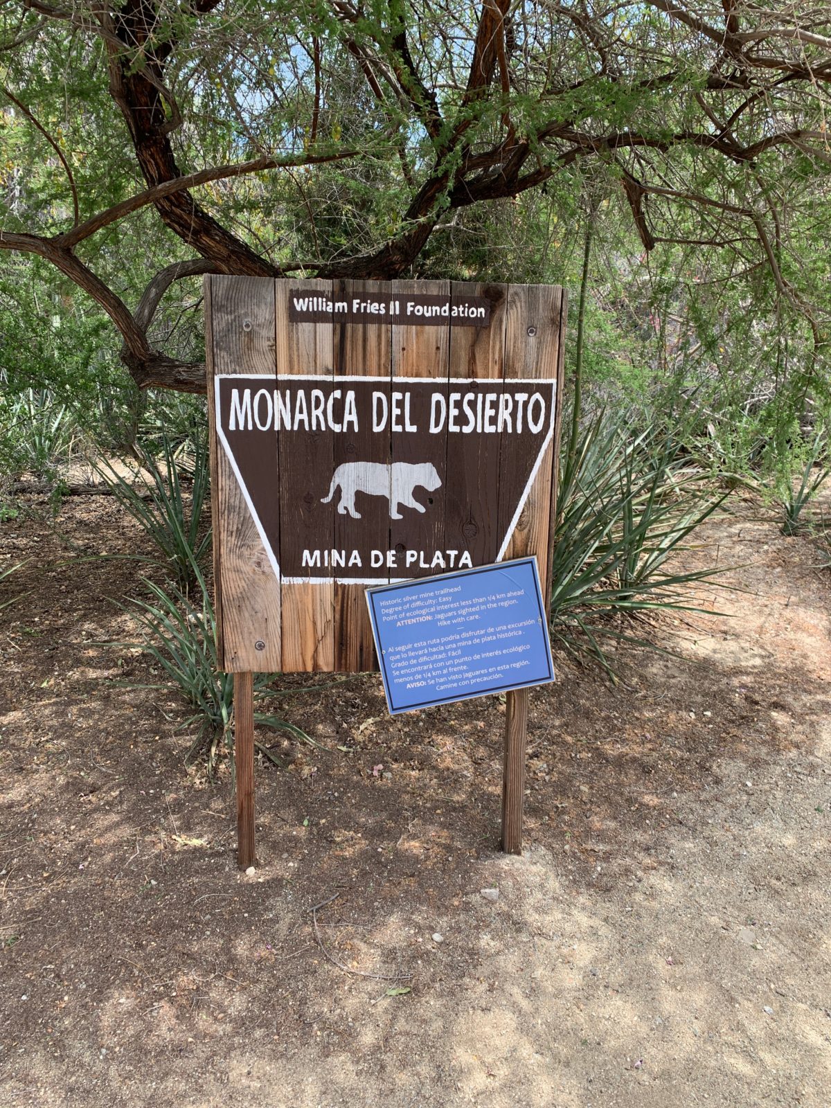 starry safari living desert