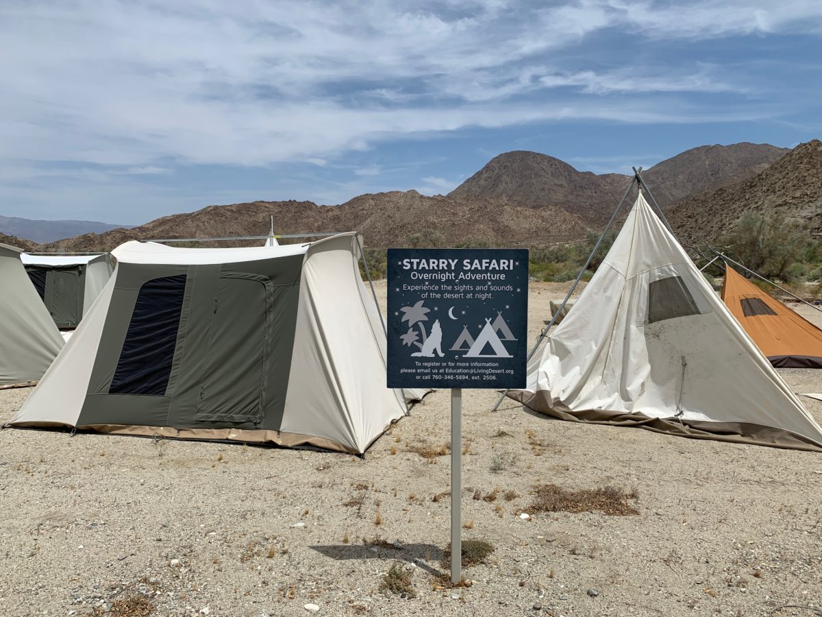 starry safari living desert