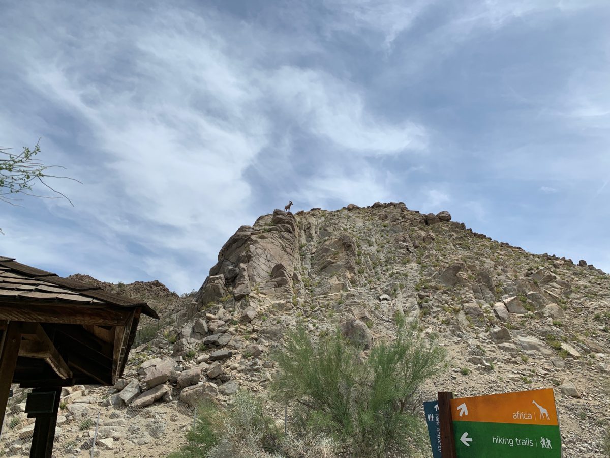 starry safari living desert