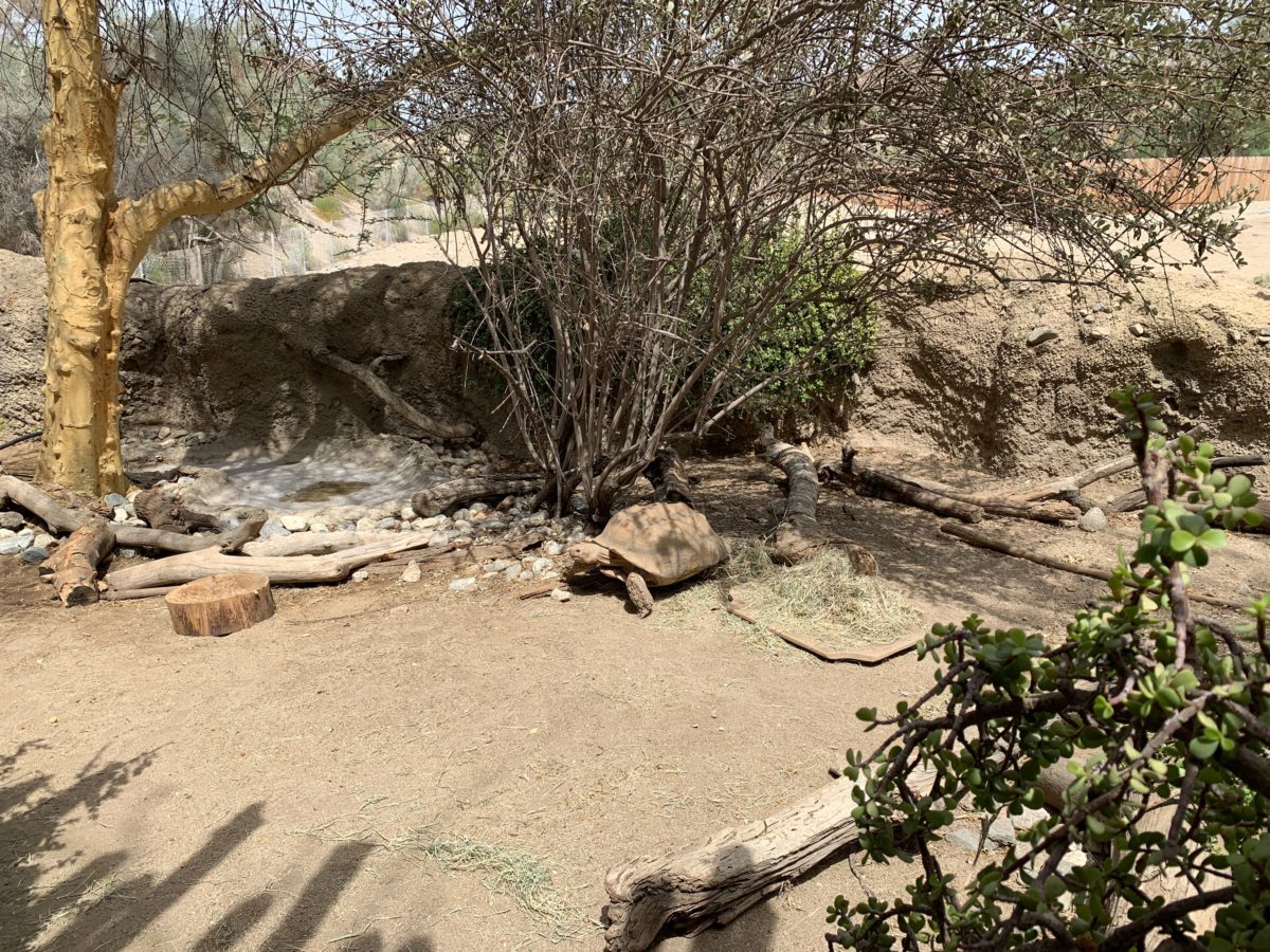 starry safari living desert