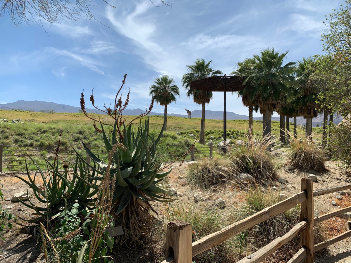 starry safari living desert