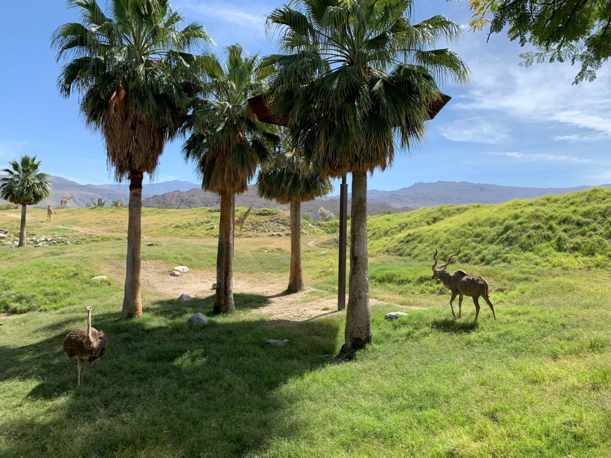 starry safari living desert