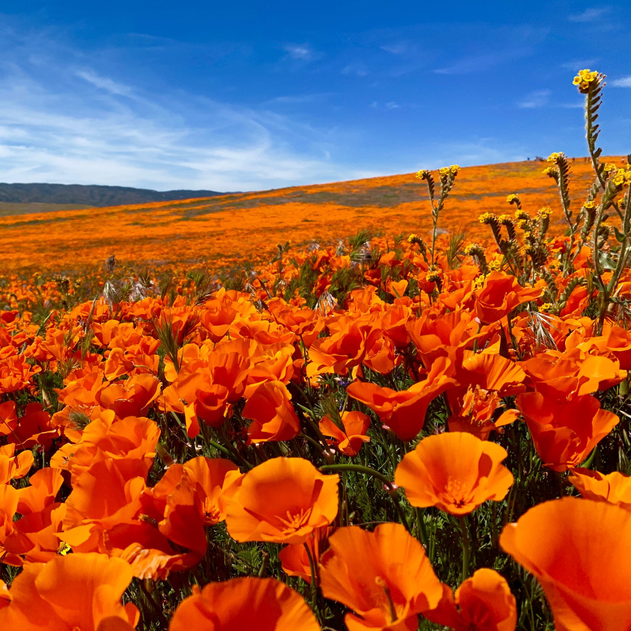 Antelope Valley California Poppy Reserve State Natural Reserve Draw