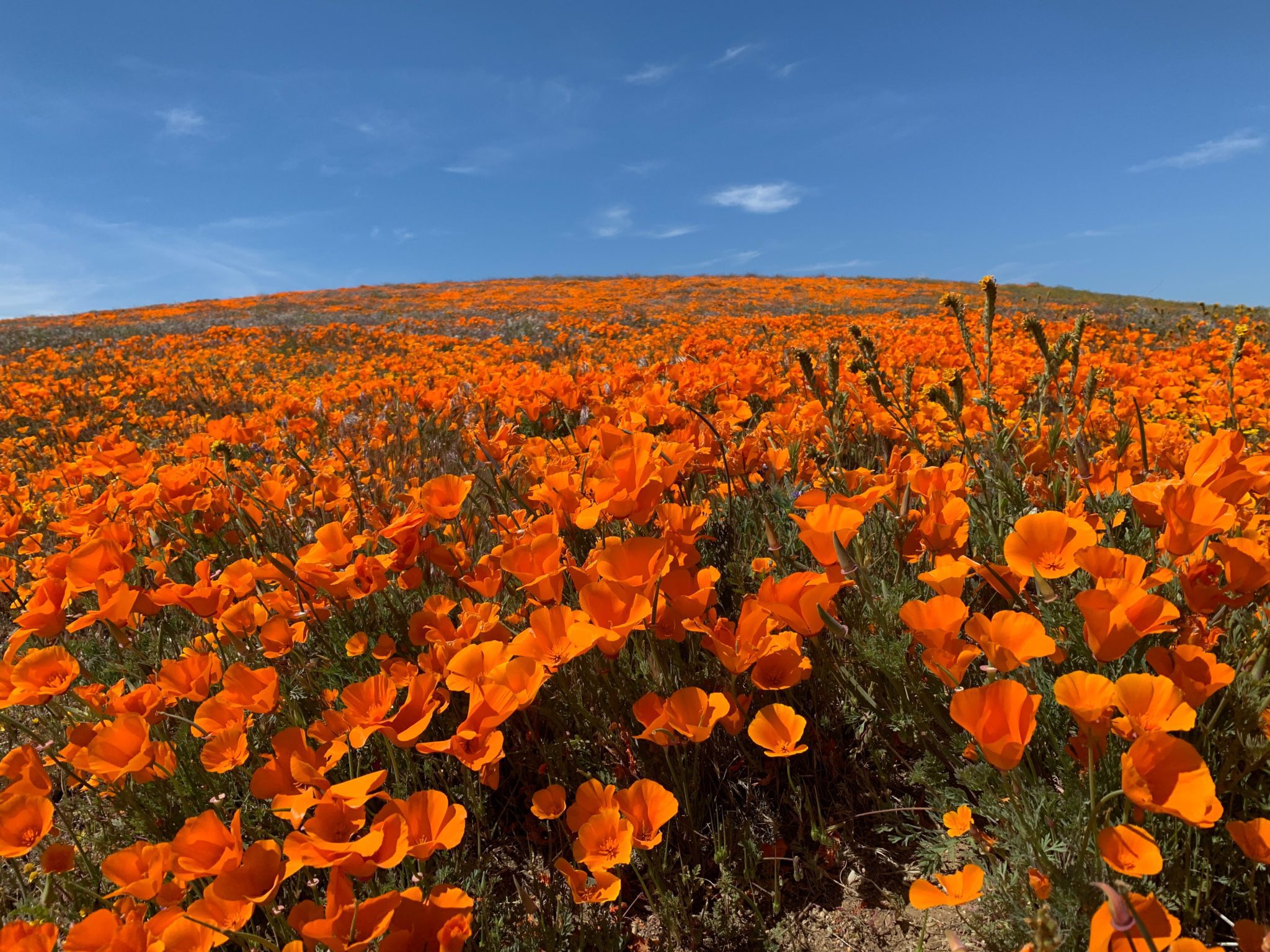 Visiting And Hiking The Antelope Valley California Poppy Reserve During