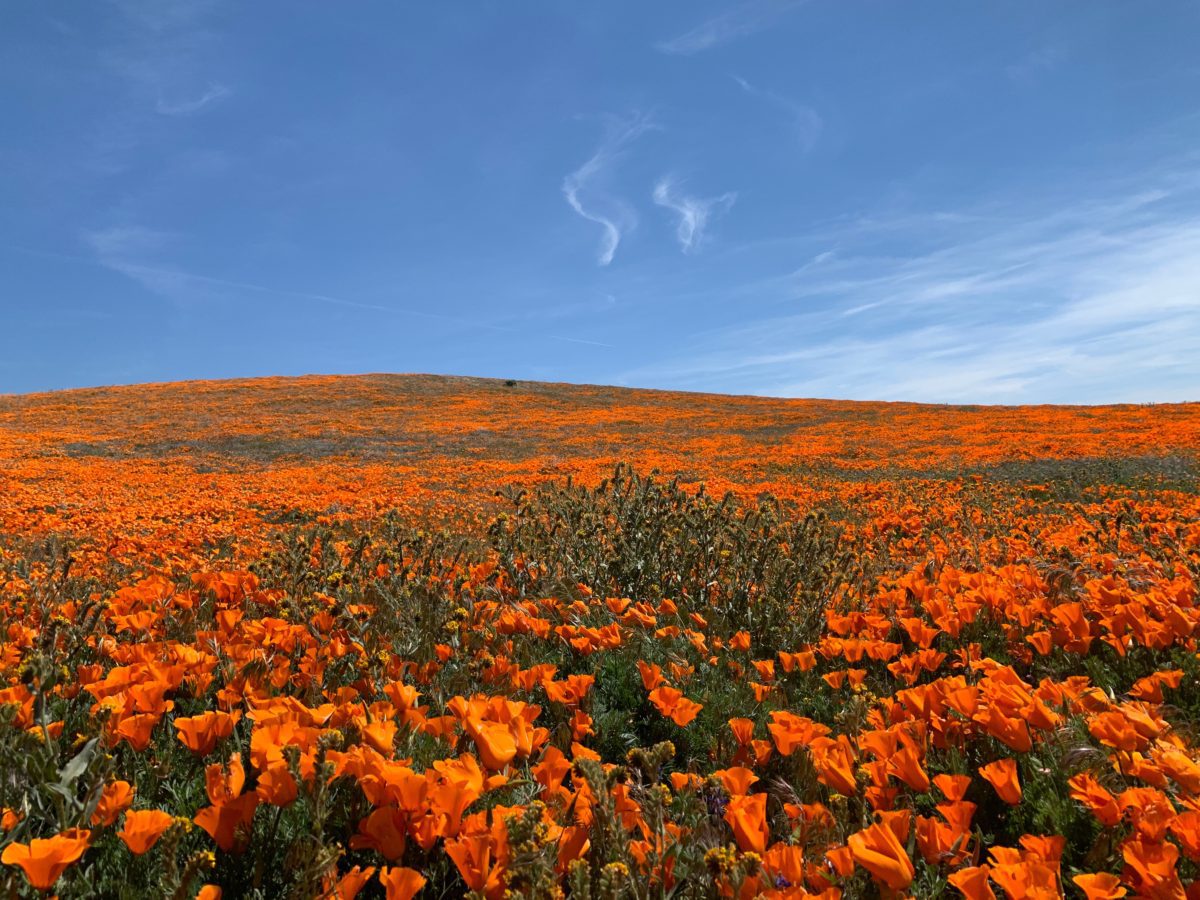 Visiting And Hiking The Antelope Valley California Poppy Reserve During