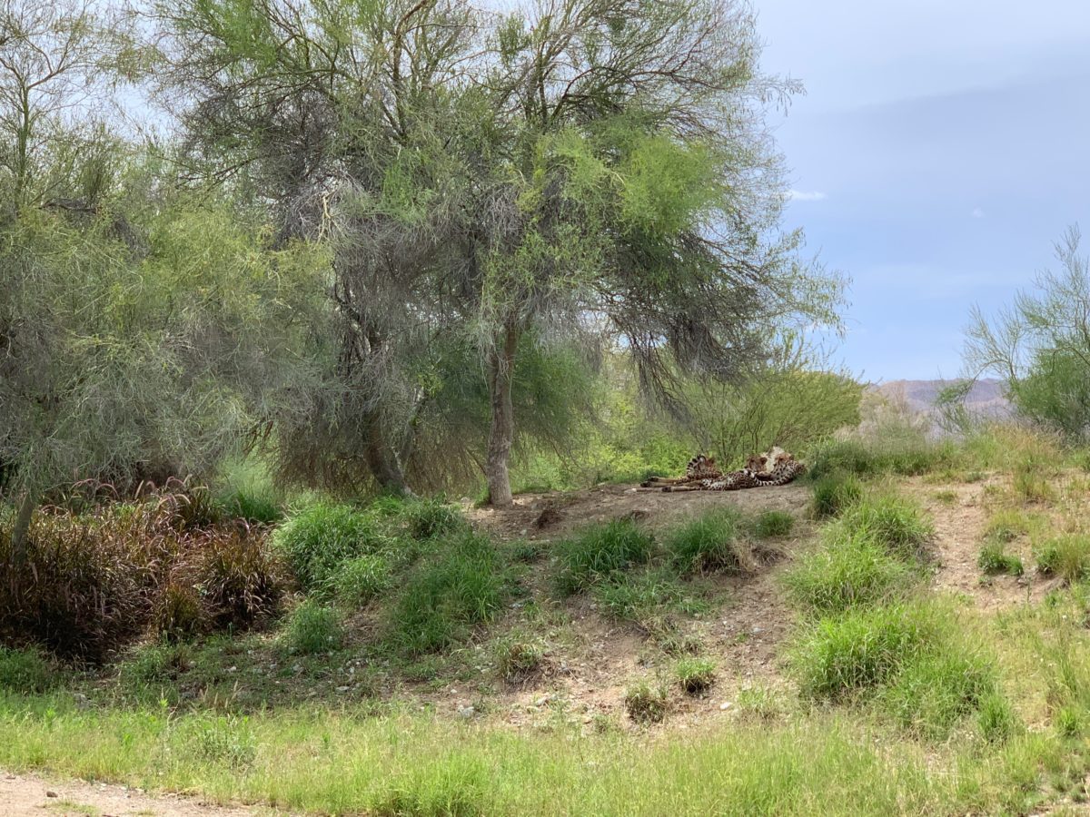 starry safari living desert